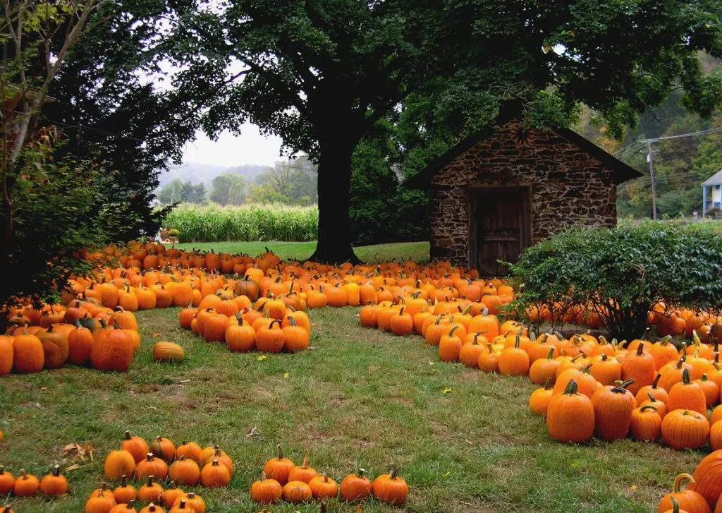 Orange pumpkins piled together at Trauger's Farm in Bucks County